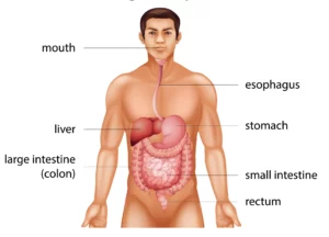 Risks, Signs, Prevention, And Treatment of Esophagus Cancer