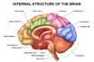 Limbic System’s Link To Our Emotional And Psychological Health